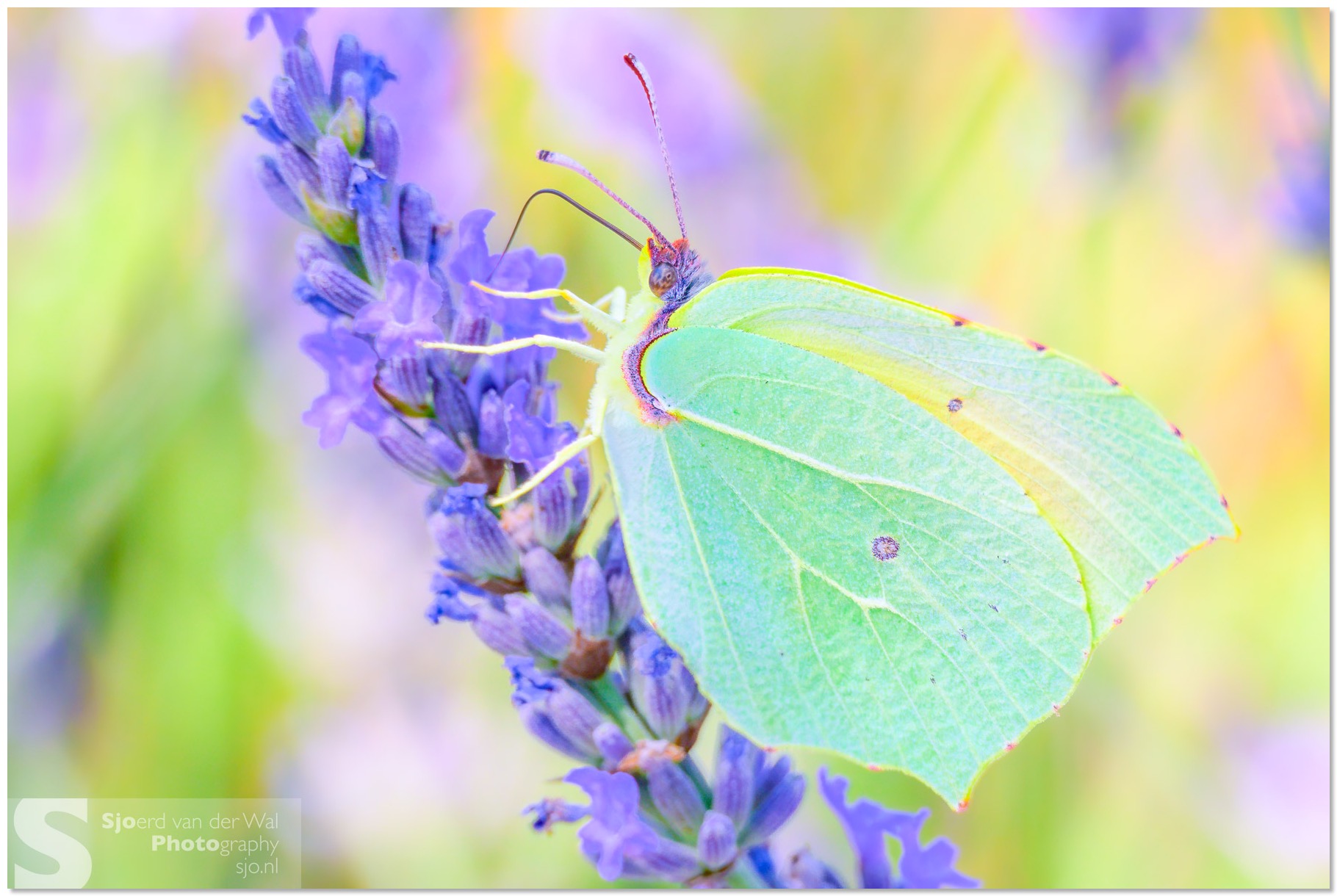 2025-06-30_0441_SvdW-Edit