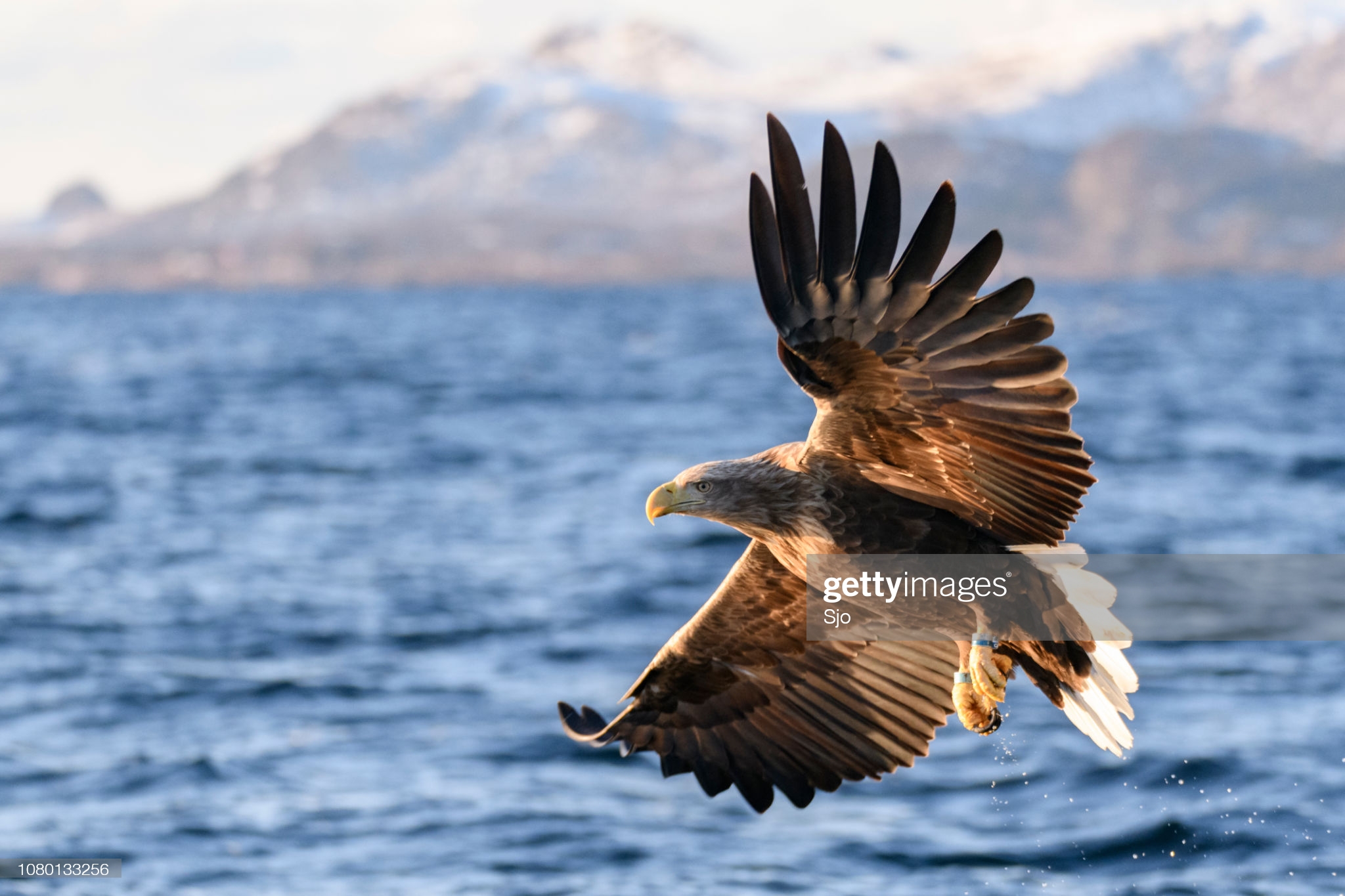 Zeearend in Noorwegen