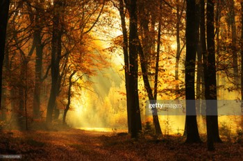 Veluwe Herfst Bos