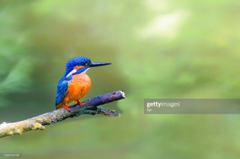 IJsvogeltje