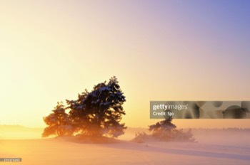 Winter zonsondergang Veluwe