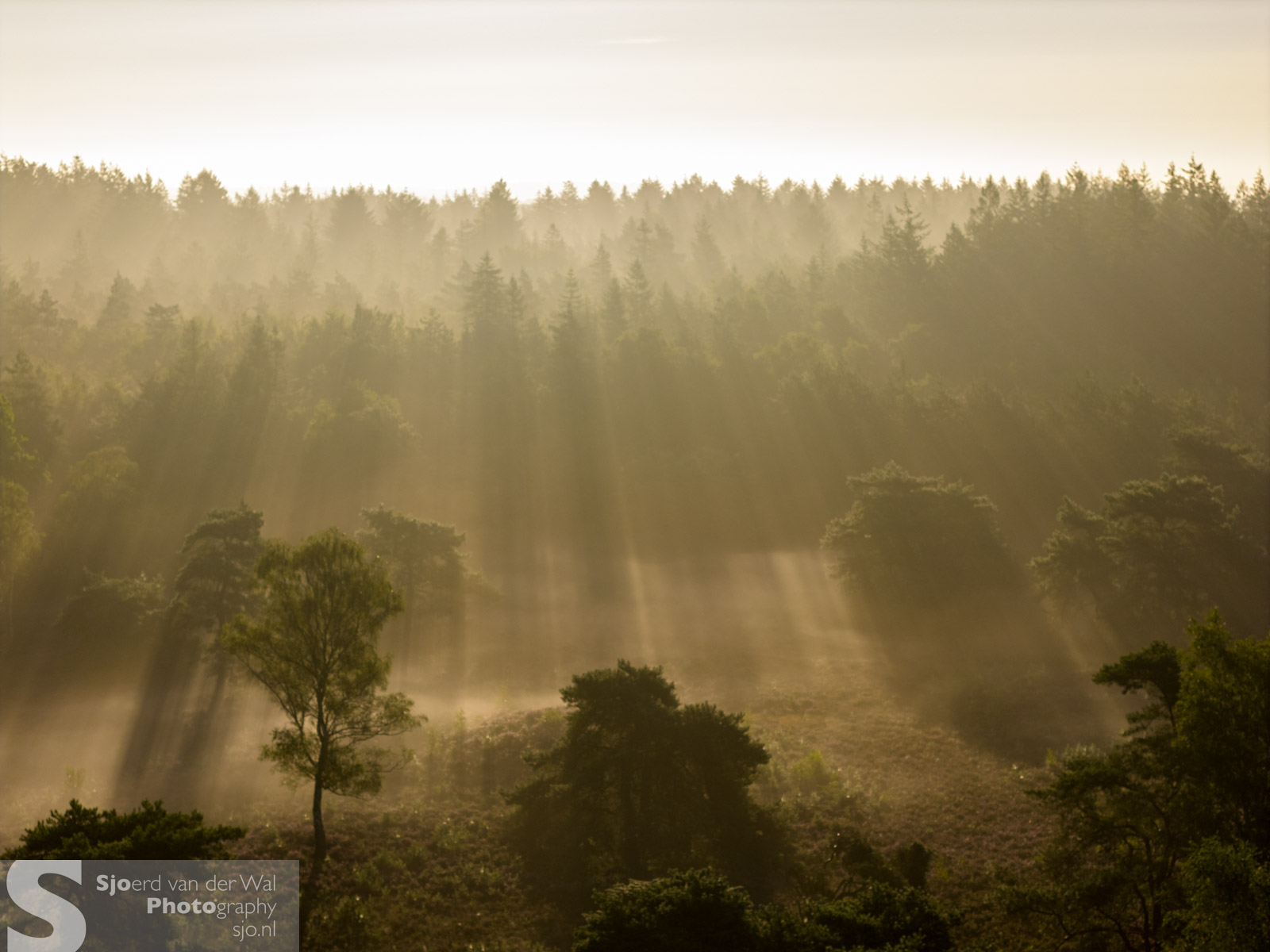 Ochtenlicht op de Veluwe