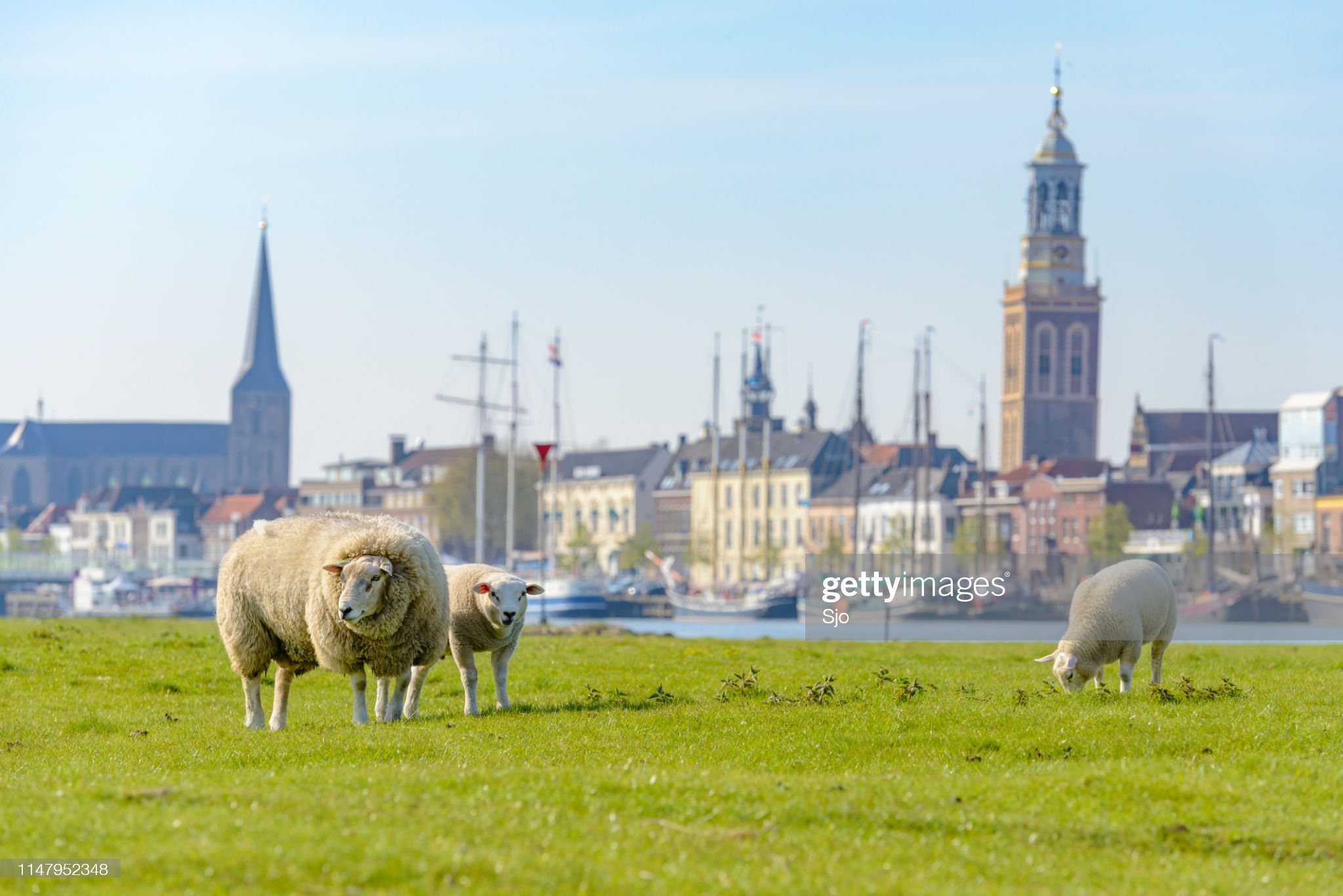 Schapen langs de IJssel bij Kampen