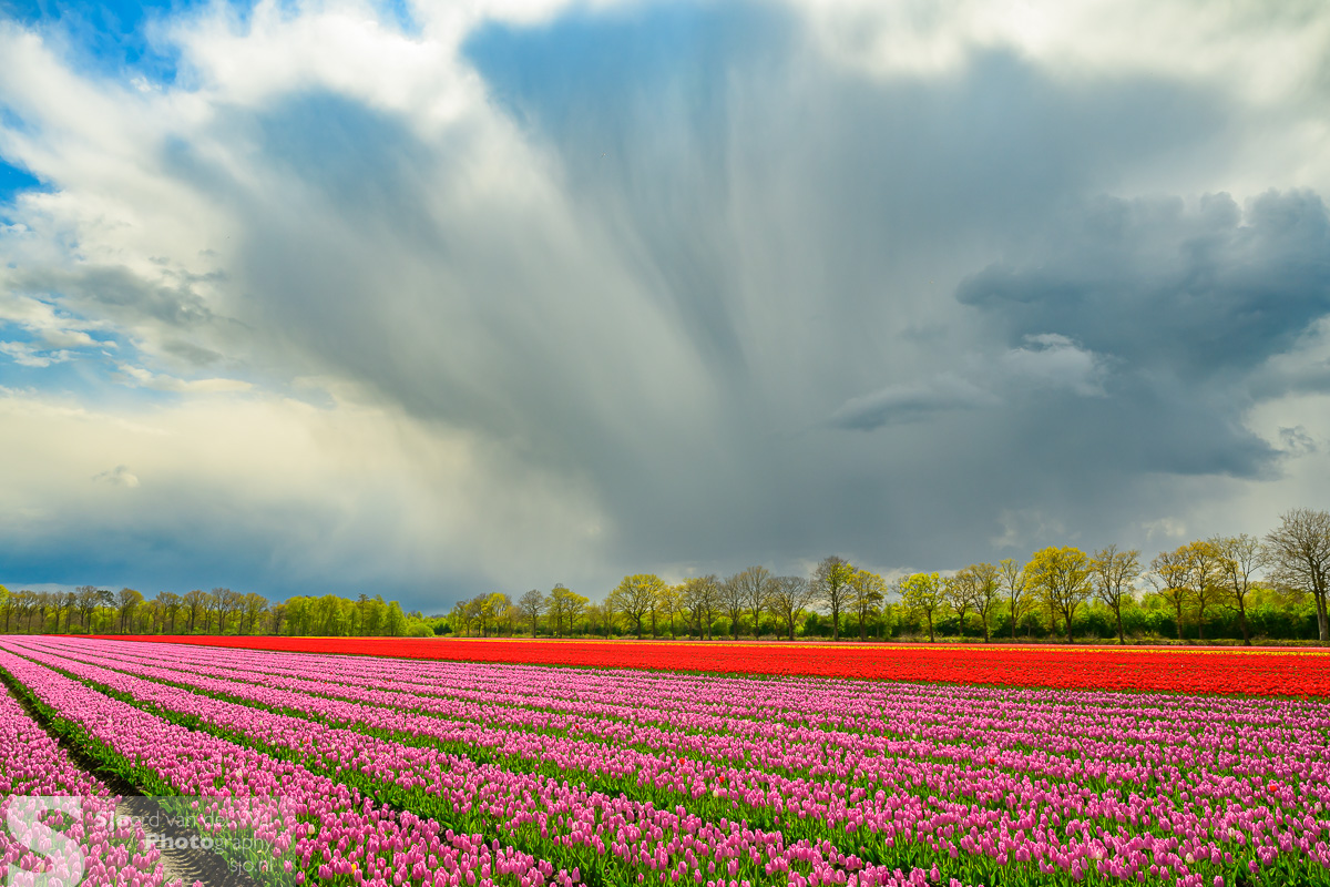 Wolkenlucht boven de tulpen